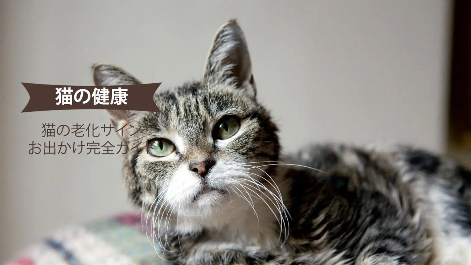 シニア猫の老化サイン