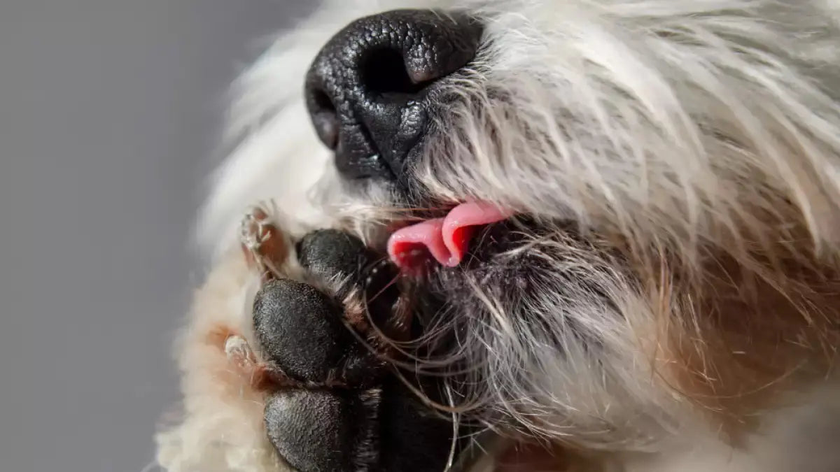 犬が自分の手をなめる