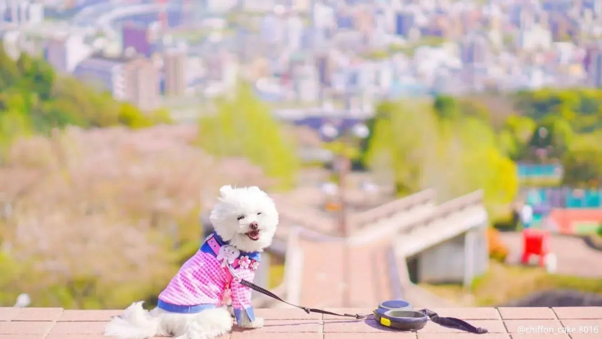 北摂のおすすめ犬連れ自然公園