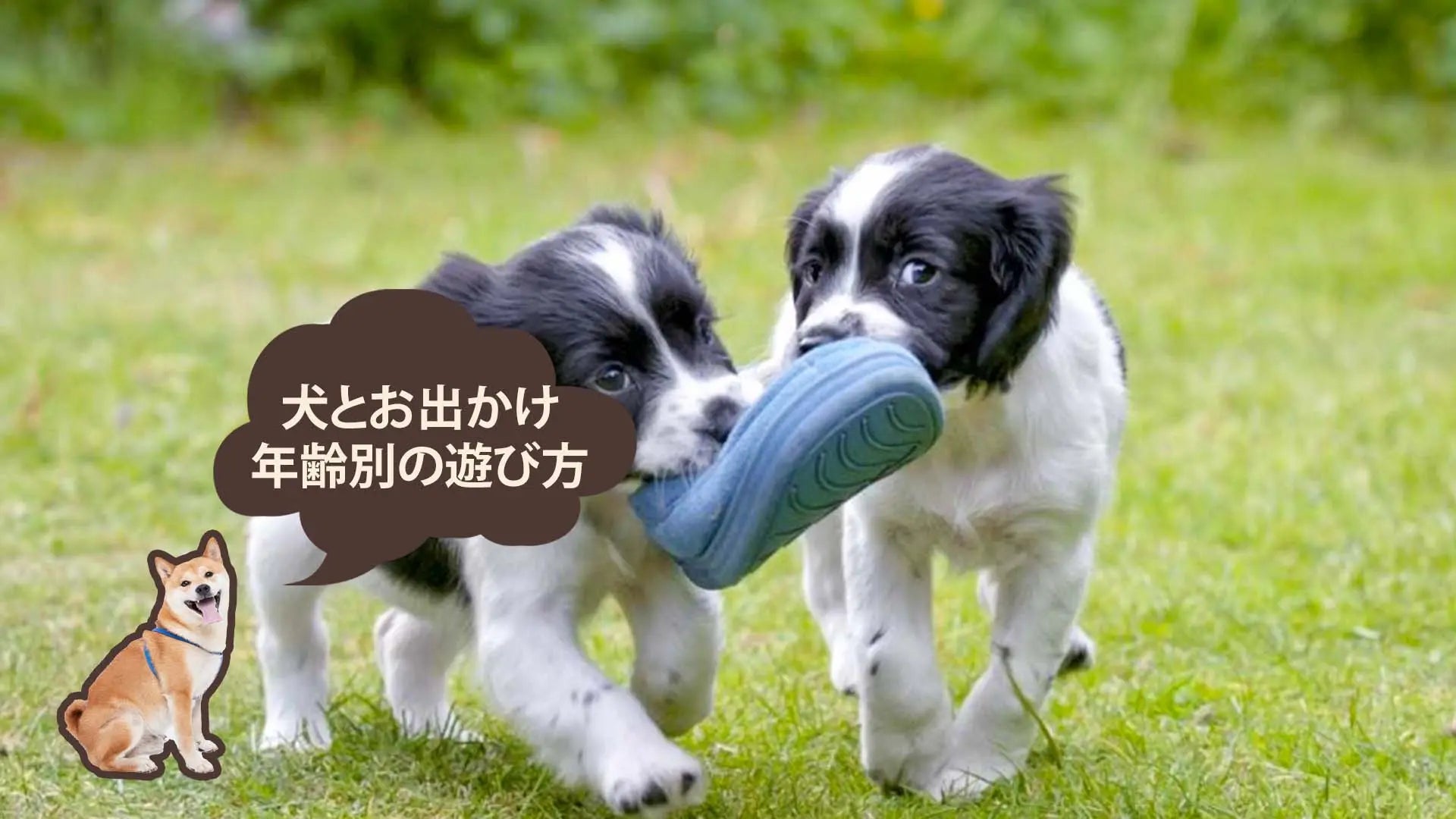 犬と室内・室外でできる遊び方は？年齢別、効果別で詳しく解説｜PETTENA