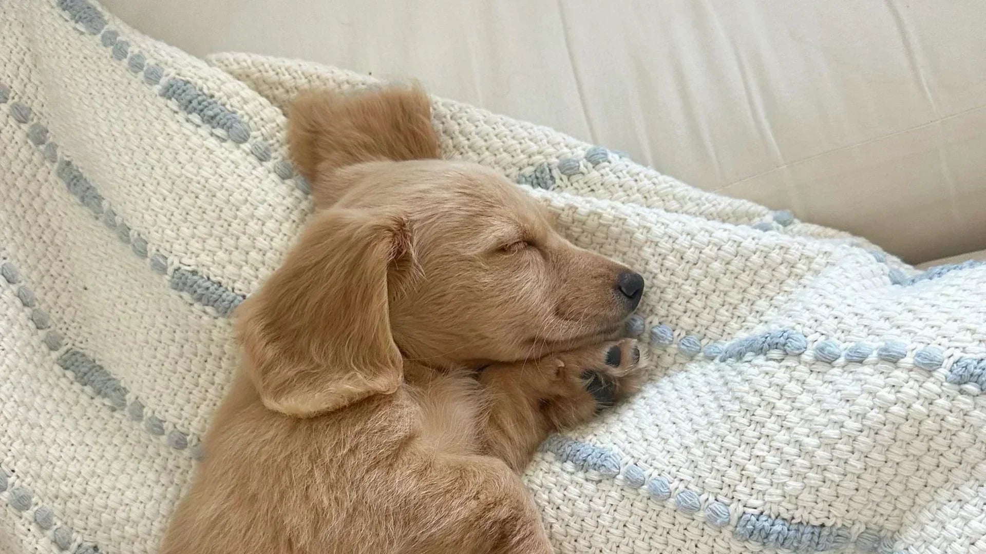 子犬がぐったり横になっている様子