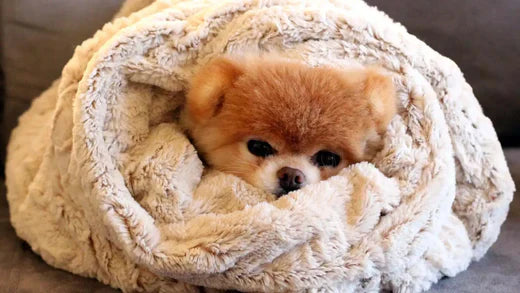 犬寒いサイン