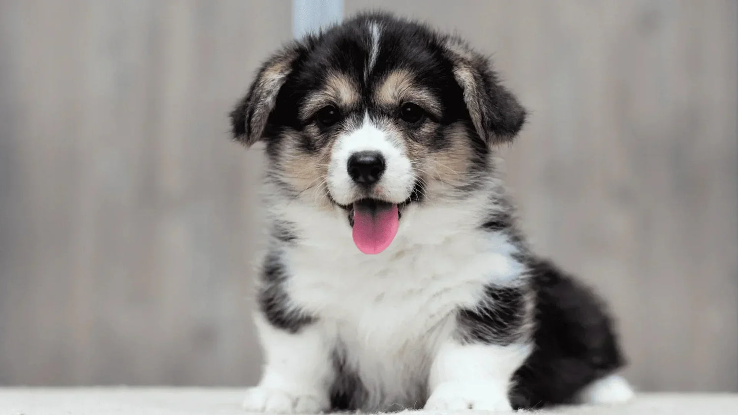 子犬がしゃっくりしている様子