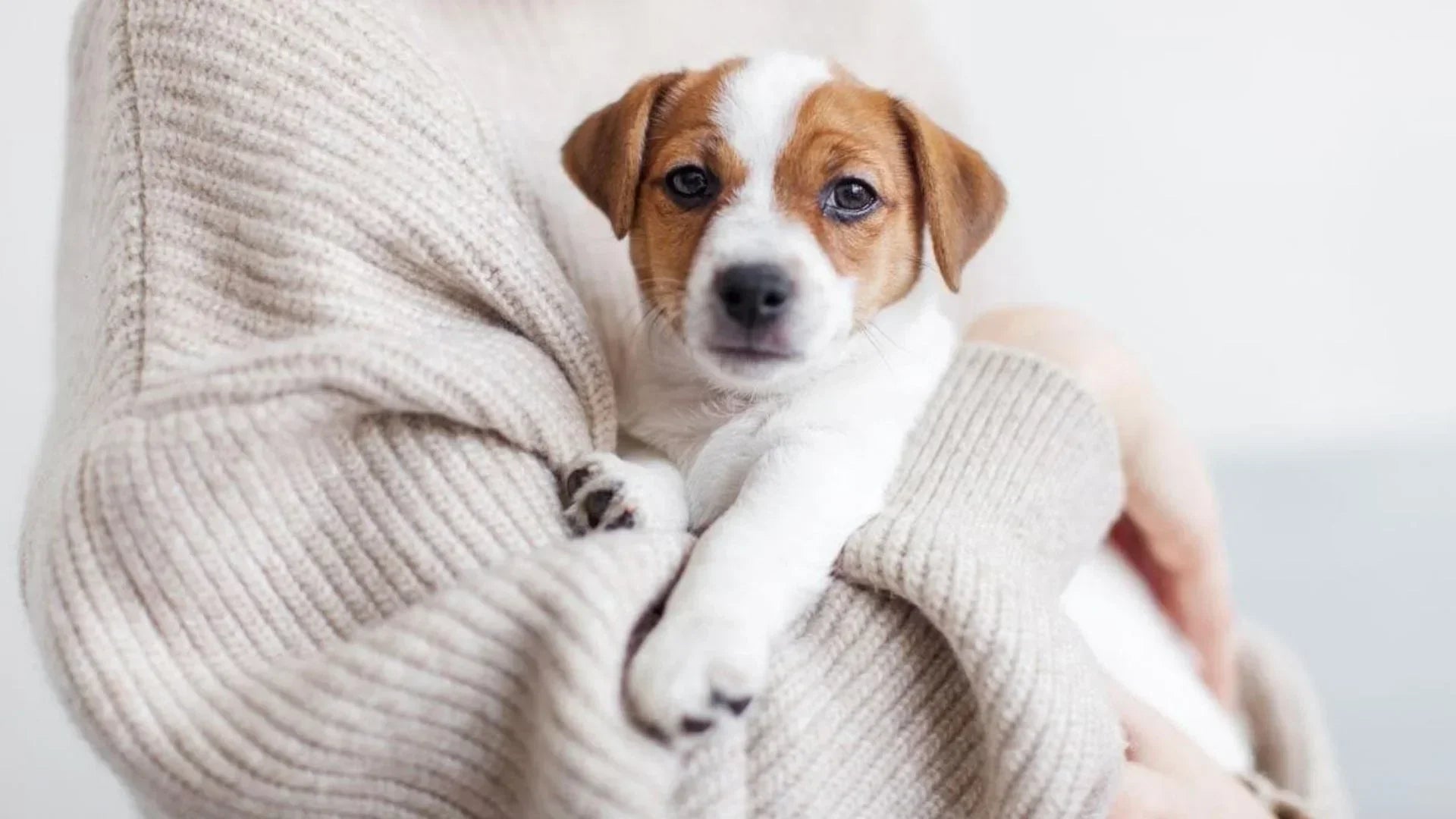 抱っこが好きな犬の幸せそうな表情