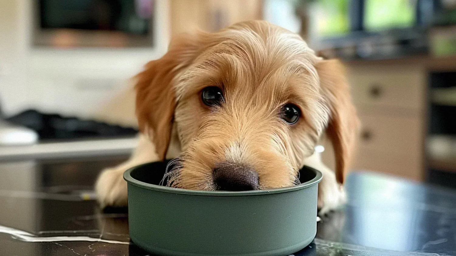 子犬がご飯を食べない様子