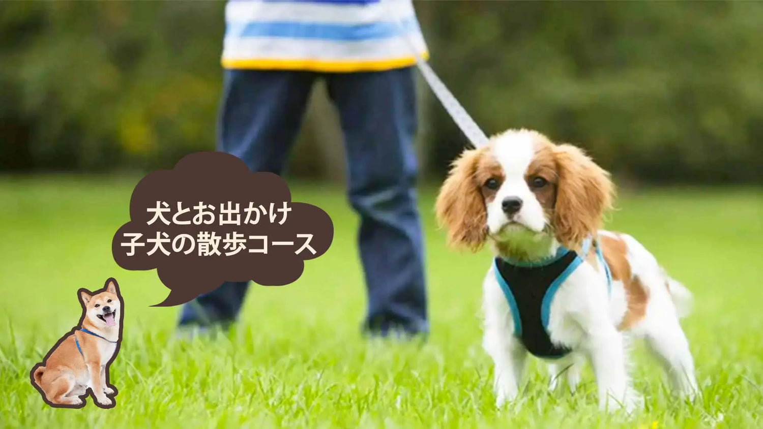子犬の散歩