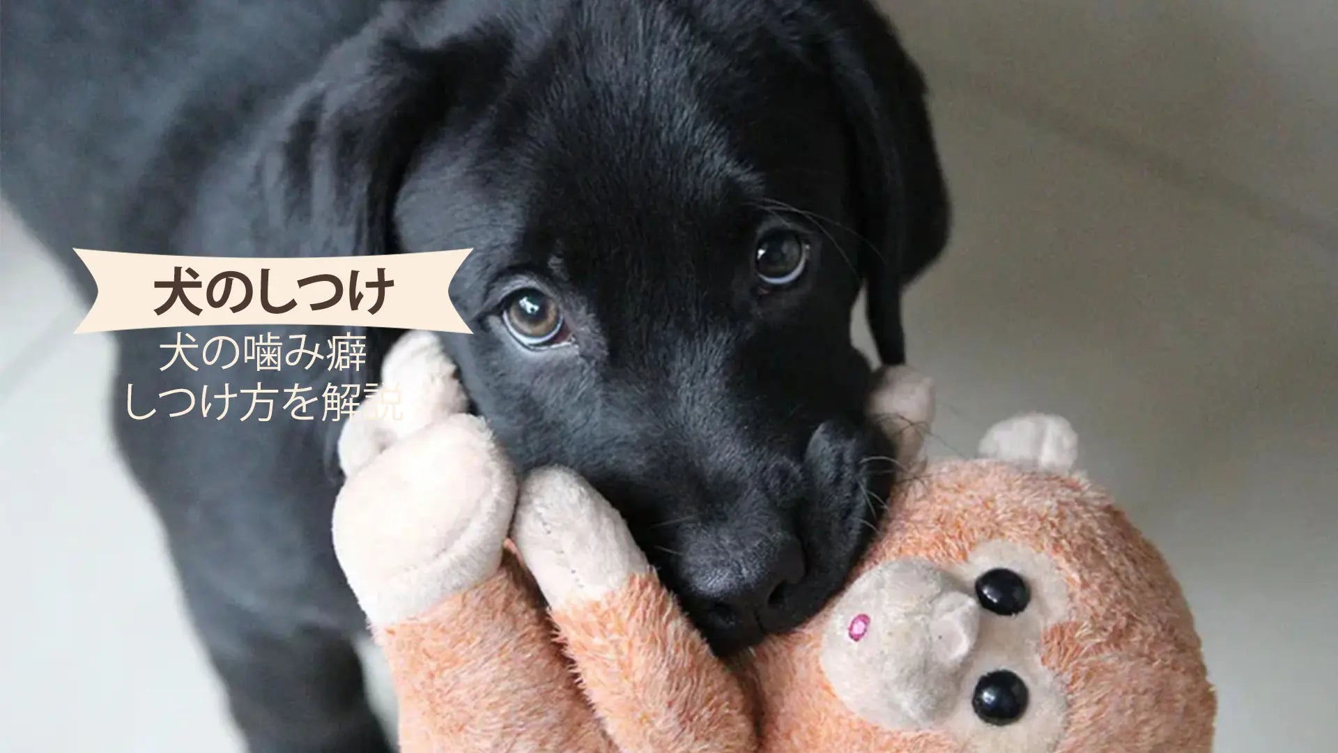 犬の噛み癖