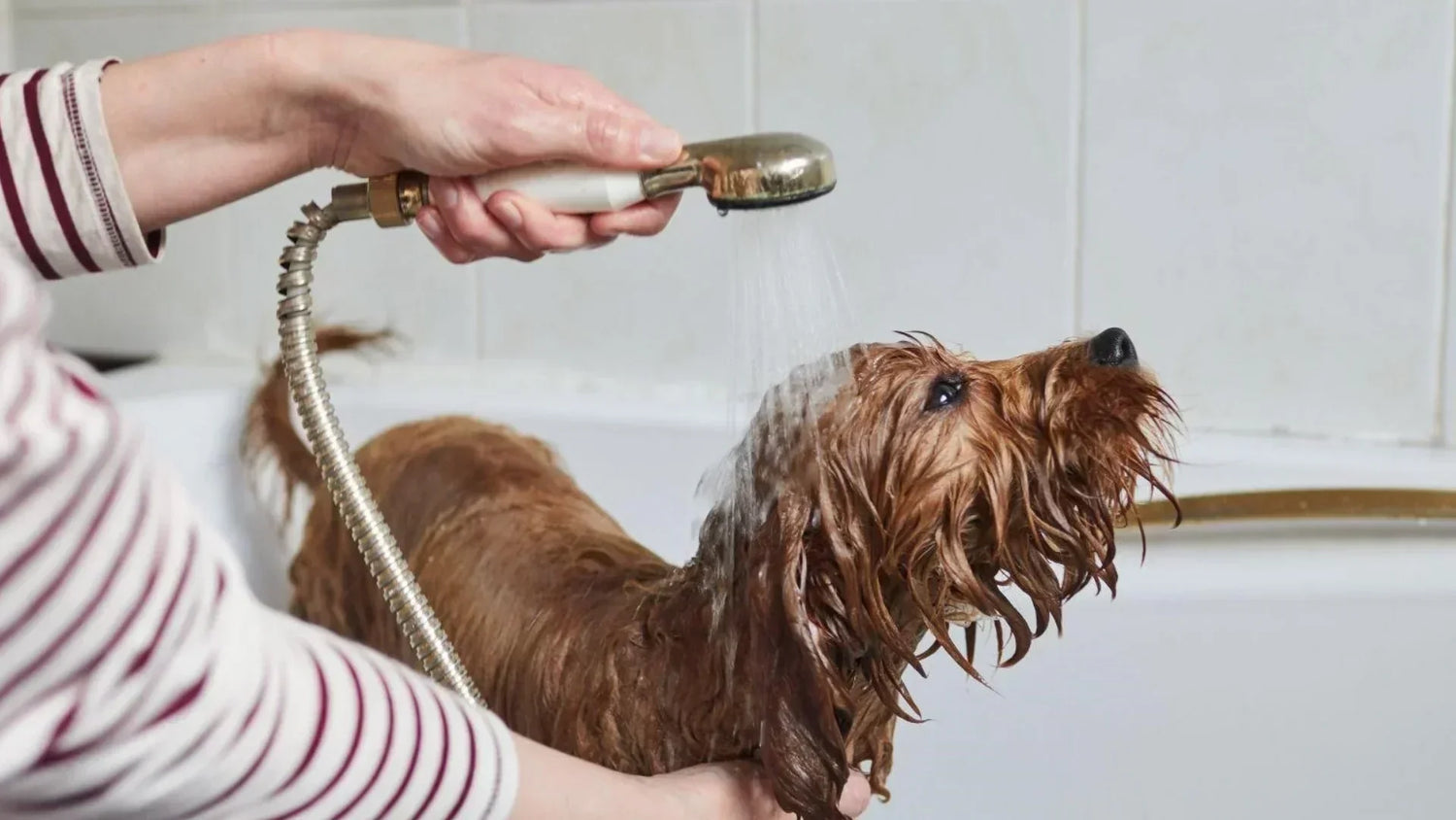 初めてのシャンプーに挑戦する子犬