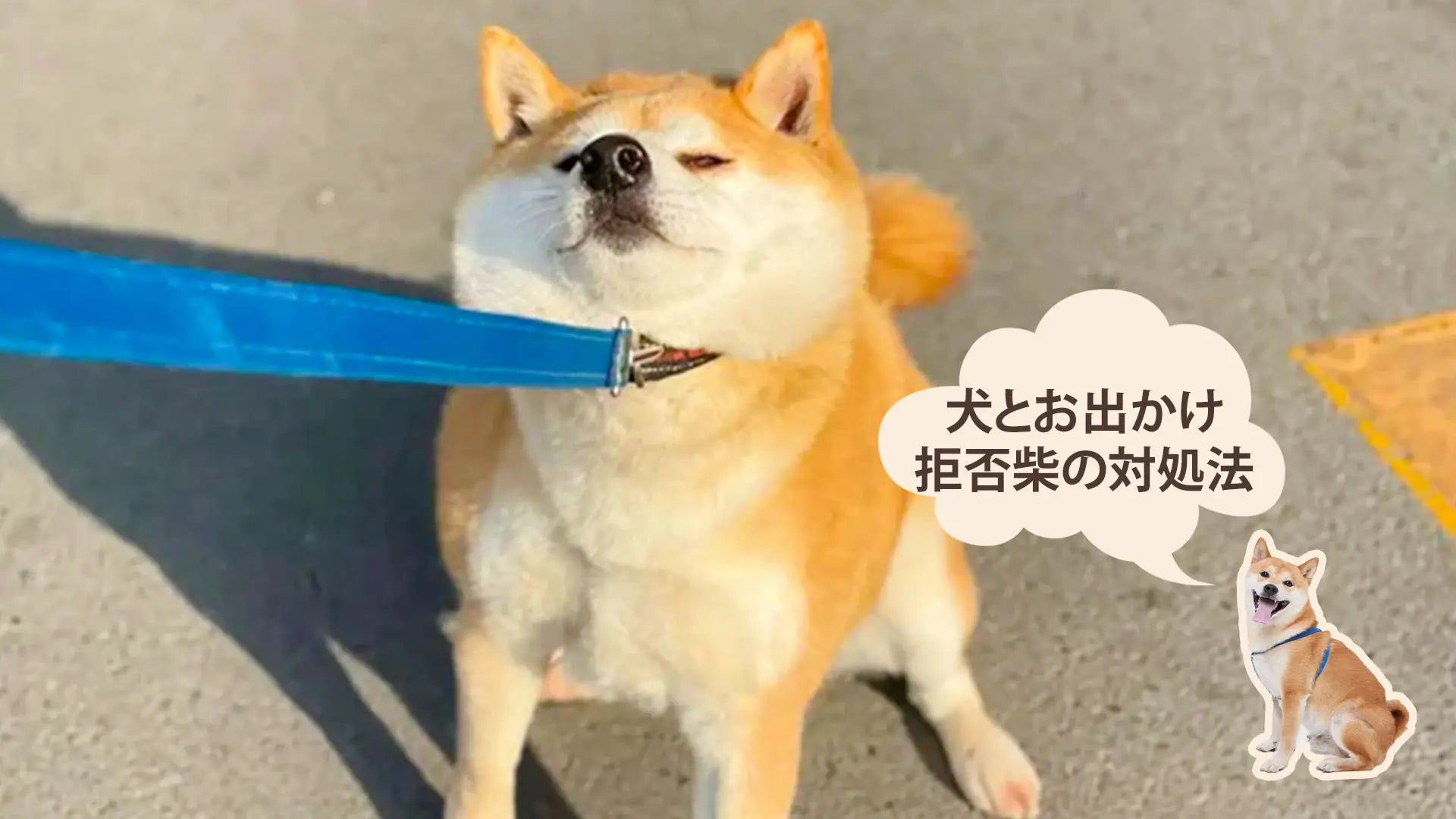 拒否柴