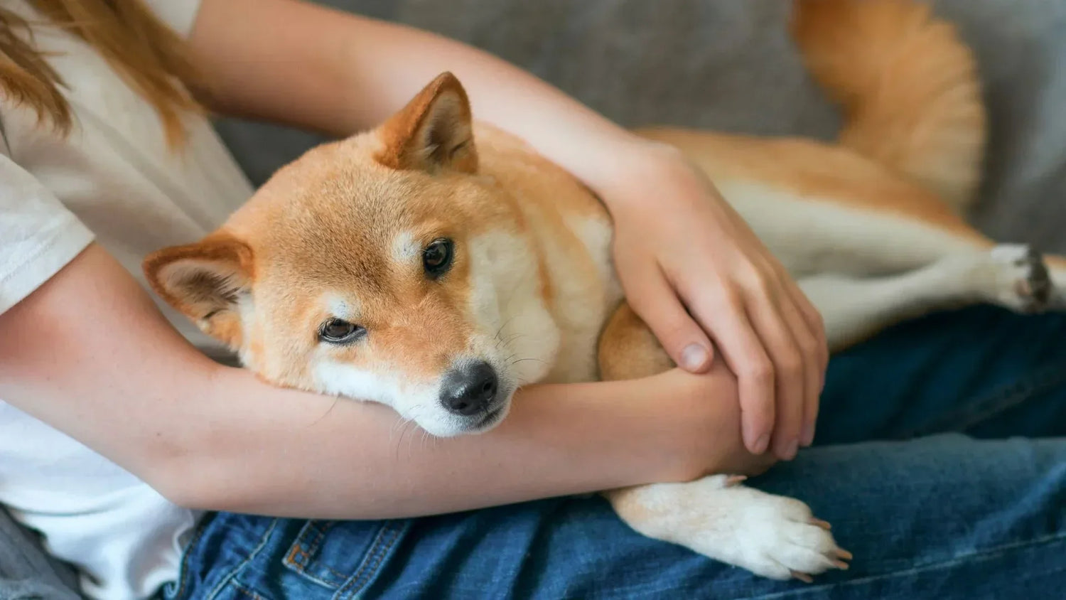 飼い主にべったり甘える柴犬