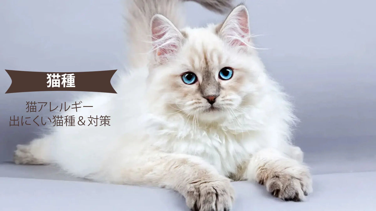 ねこアレルギー 猫アレルギーでも飼える？症状が出にくい猫種と対策【本当に大丈夫？】