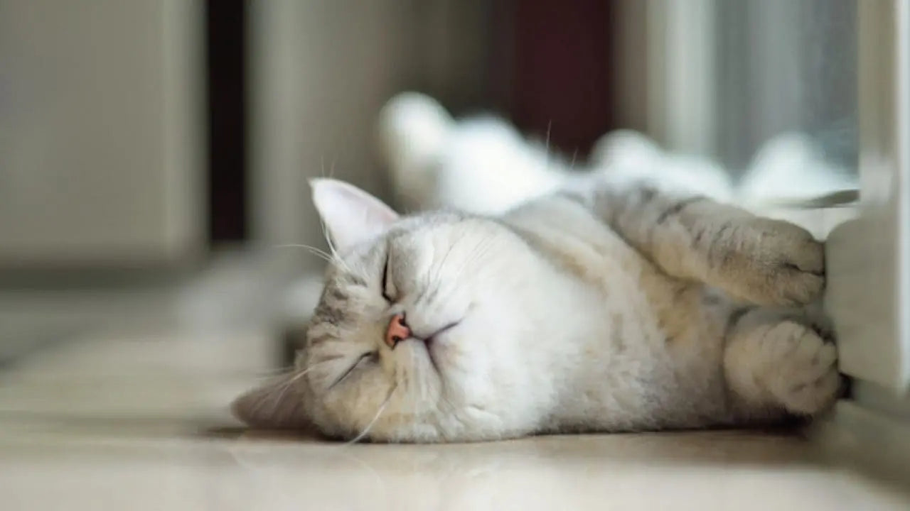 猫がずっと寝てる