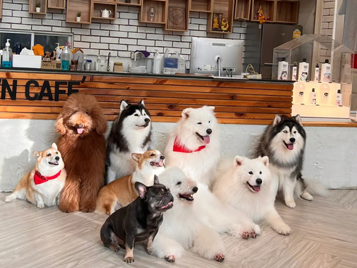 犬カフェ