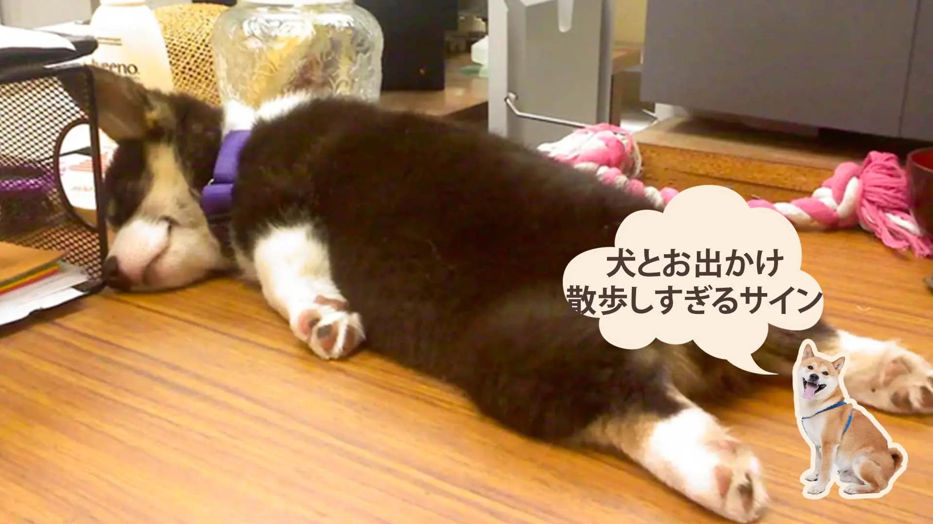 犬が散歩しすぎている
