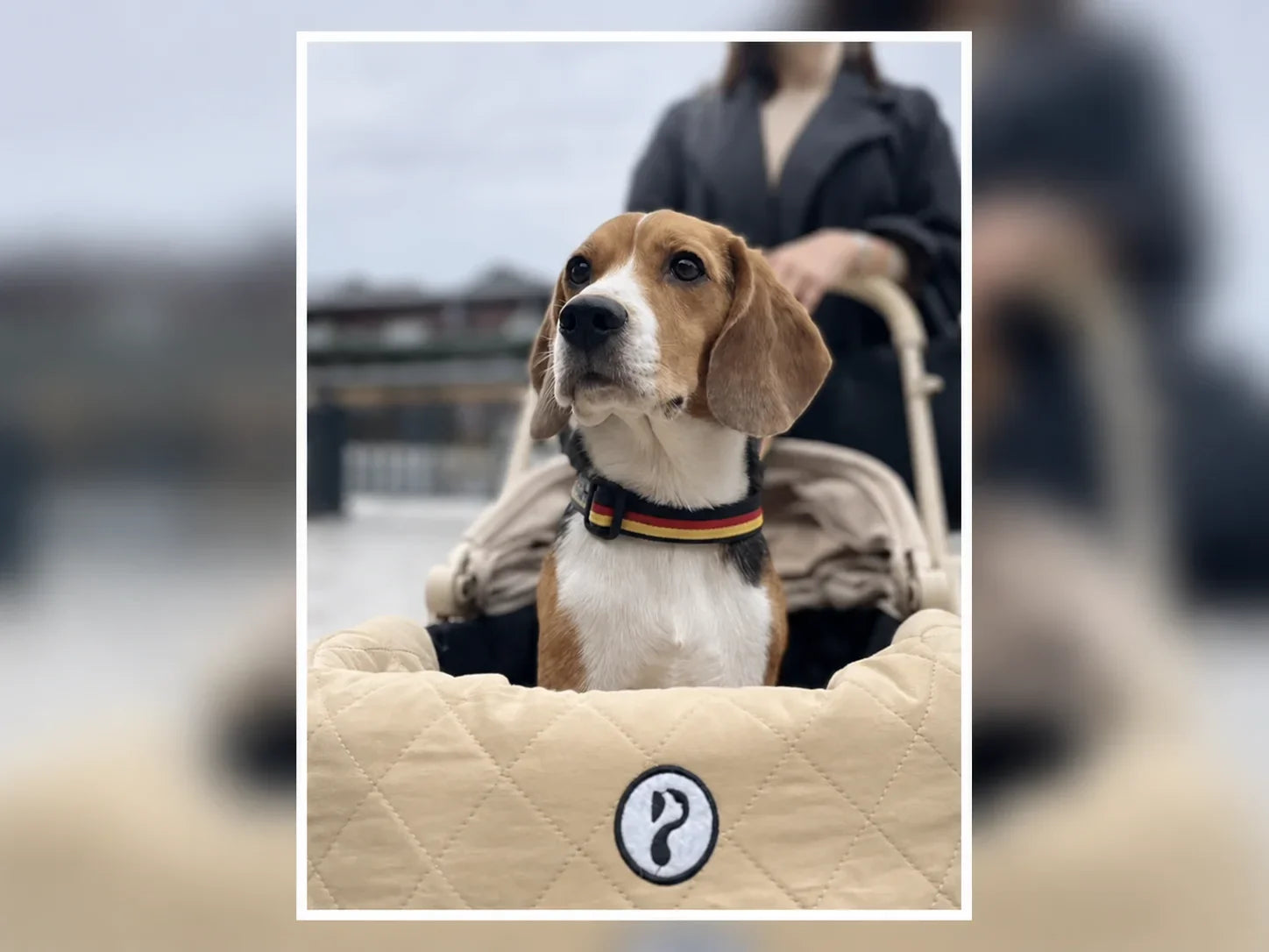 9.6kgのくるたちゃんと京都へ。愛犬の広さと車への載せやすさで選んだペットカート