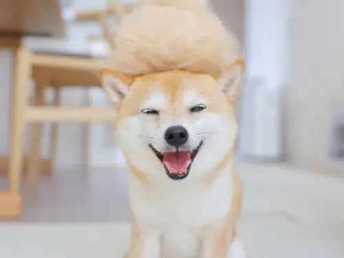 柴犬笑顔