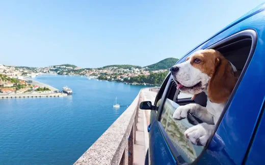 犬との旅行