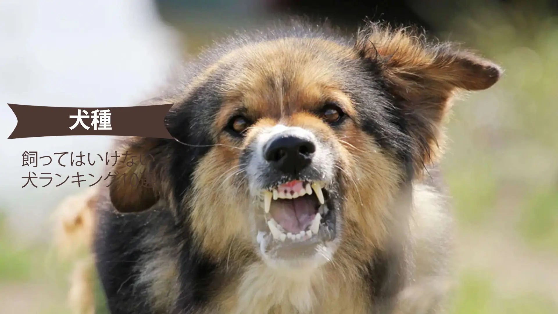 飼ってはいけない犬