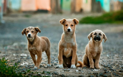 3匹犬