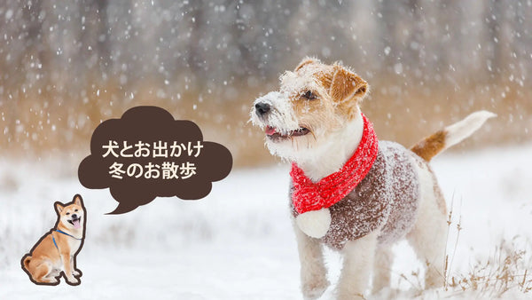 冬の公園で犬が遊ぶ様子