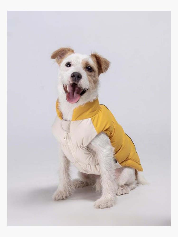 元気なイエローとベージュの配色が可愛い中綿ダウンジャケットを着用した愛犬。立襟デザインが首元までしっかり暖かく包み込み、冬の寒い日も笑顔で過ごせる一着。派手すぎない色使いが日常の散歩を華やかに彩るペットウェア。
