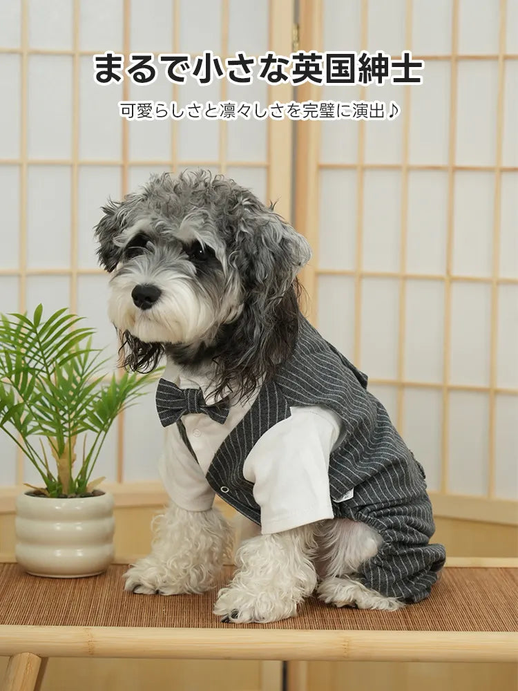 落ち着いたグレーのストライプ柄ベストに、立体感のある蝶ネクタイと白シャツを合わせた上品な装い。愛犬の凛々しさと可愛らしさを引き立てる、本格的な英国紳士風のスタイル