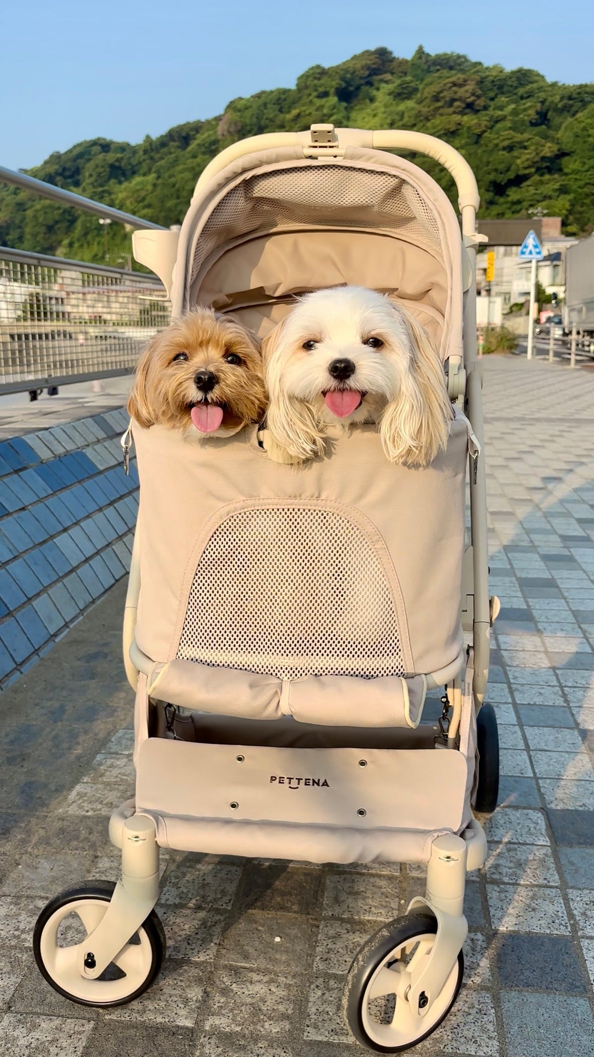 PETTENAペットカート愛用中のわんちゃん紹介！犬種・体重別の実例写真