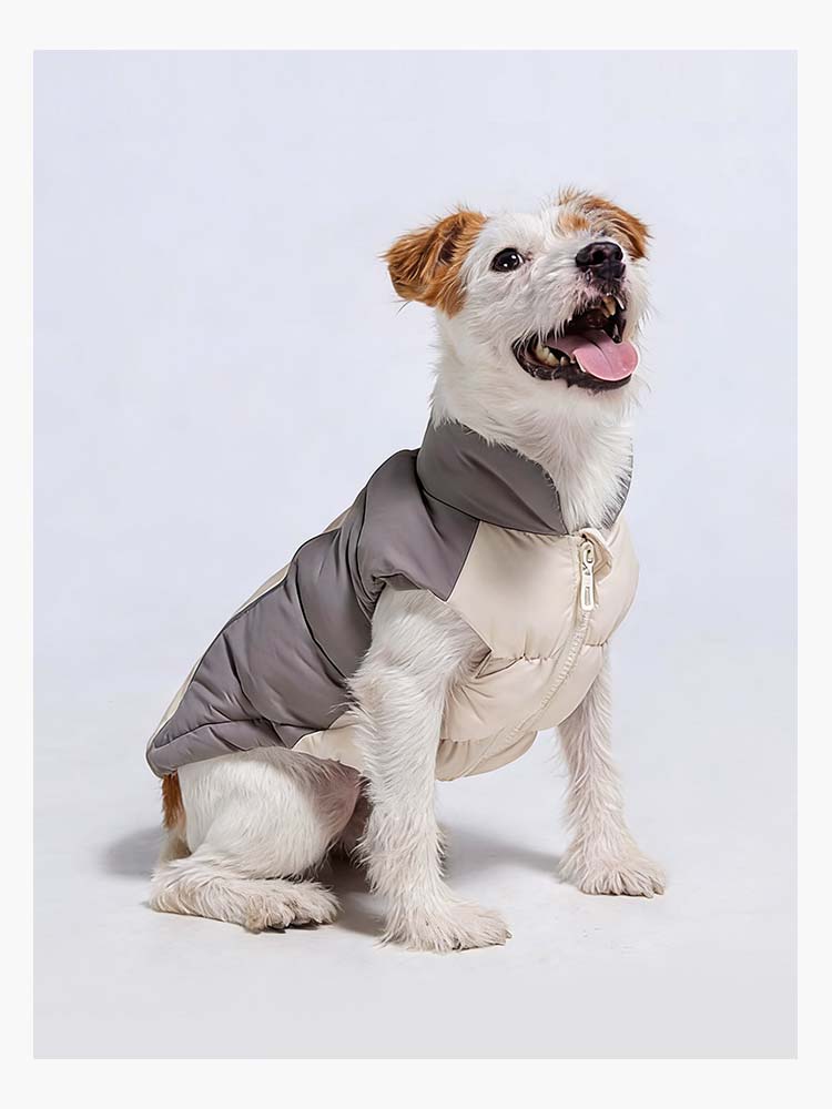 グレーとベージュのバイカラーがおしゃれな中綿ダウンジャケットを着用し、お座りする愛犬。落ち着いた色合いが毛色に馴染み、冬の寒い日でも暖かく快適に過ごせる、スタイリッシュなデザインの防寒ペット服です。