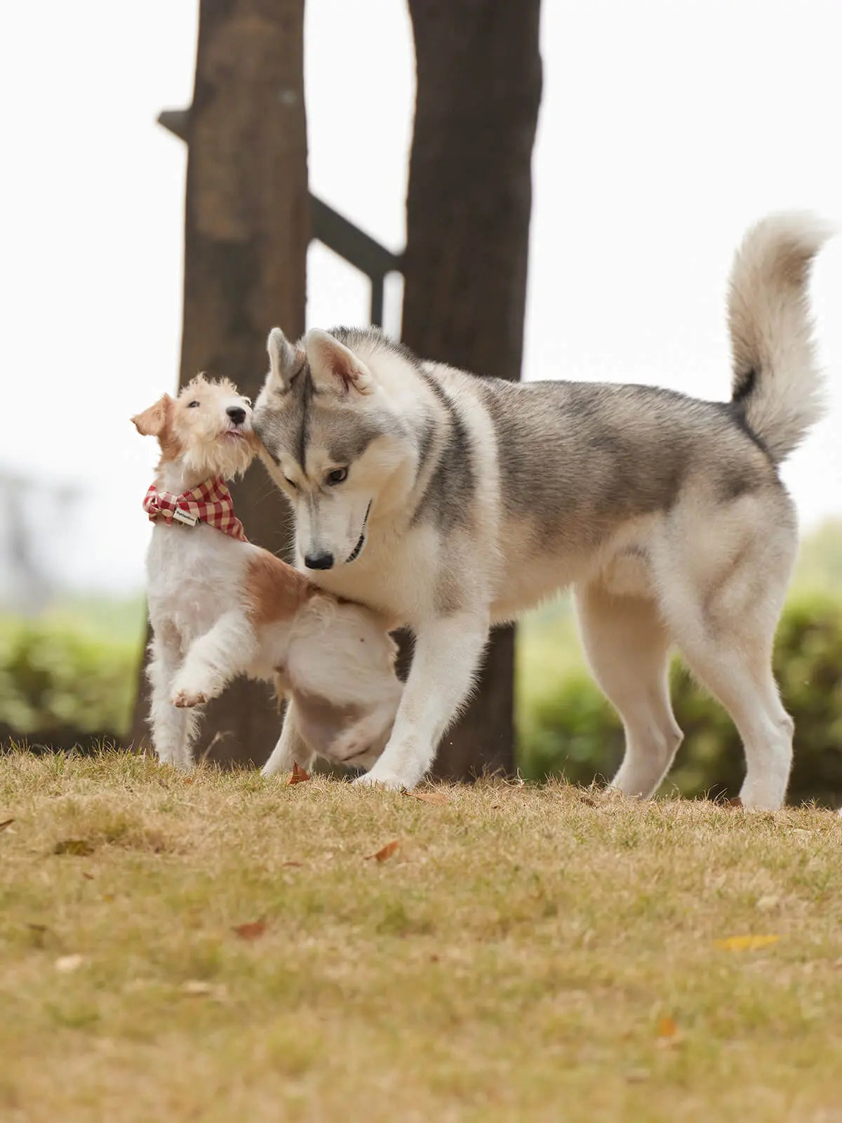 犬と猫の種類