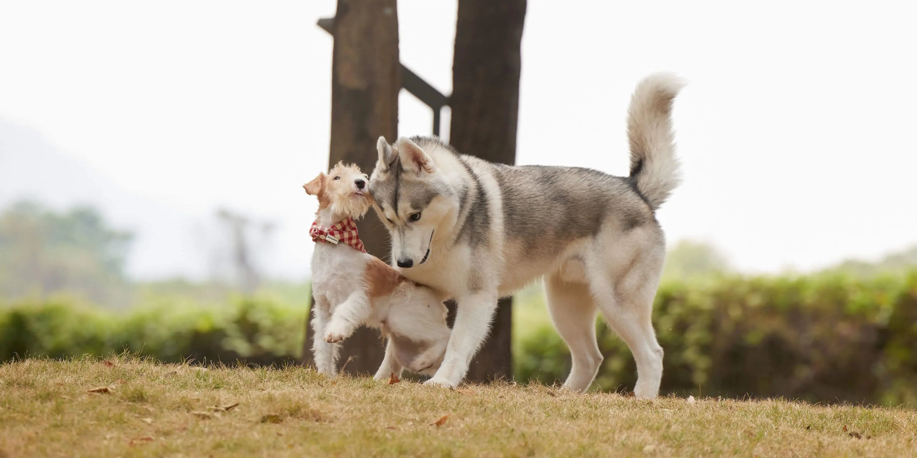 犬猫の種類ガイド