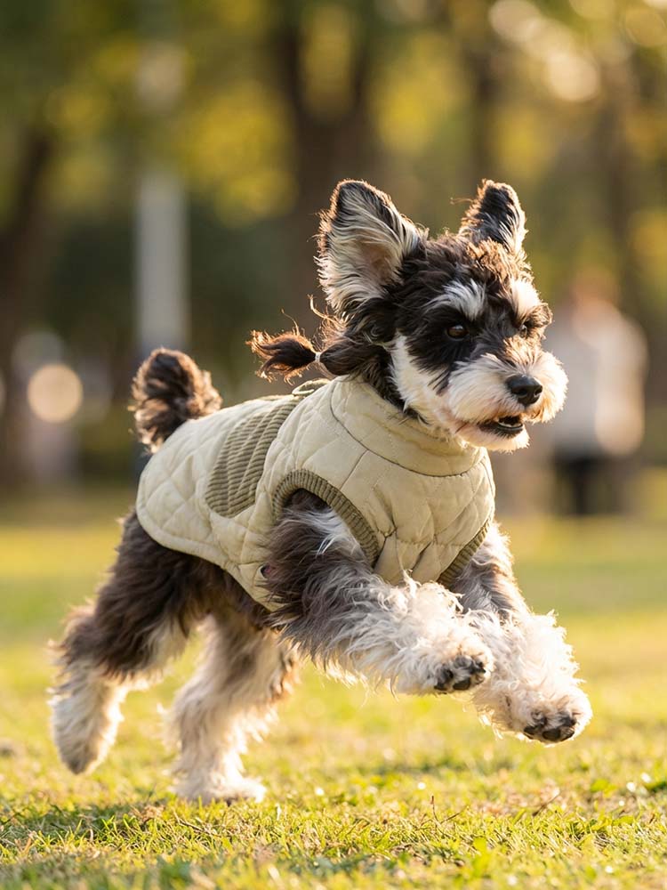 芝生を走る愛犬とPETTENAの防寒ベスト。一体型ハーネスでリードを直接繋げる利便性と、裏起毛による高い保温性が魅力です。動きやすさと暖かさを追求した厚手仕様で、冬のお散歩やドッグランをより楽しくします。