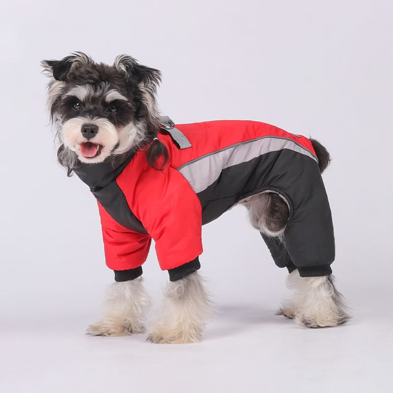 レッドのペット犬服ぬくぬくアウターのローズ着用例。足首のリブが風の侵入を防ぎ、立ち姿からもわかるスリムなシルエットで動きやすさと保温性を両立しました。