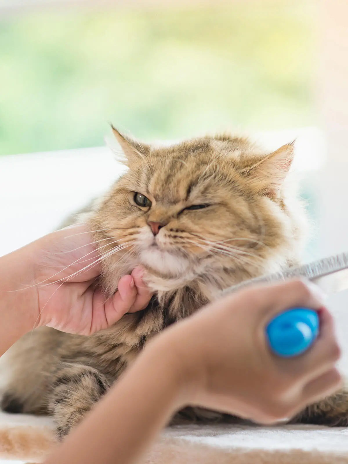 犬と猫の健康とケア