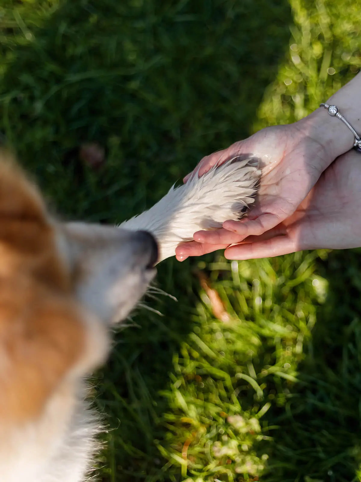 犬・猫のしつけとトレーニング